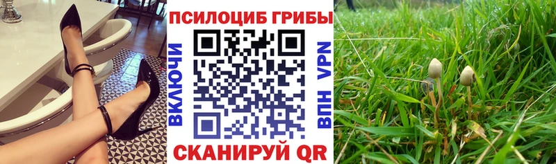 МЕГА ссылки  Новосокольники  Псилоцибиновые грибы MAGIC MUSHROOMS  как найти закладки 